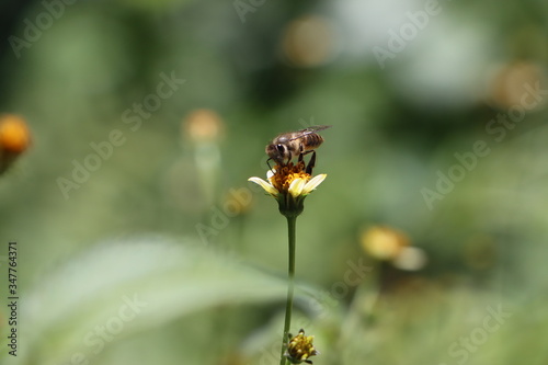 Indian honey bee, Apis cerana on Tick weed flower 