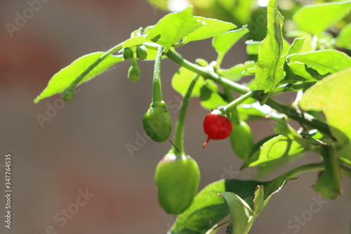 Green dalle chilli or round chilli on plant