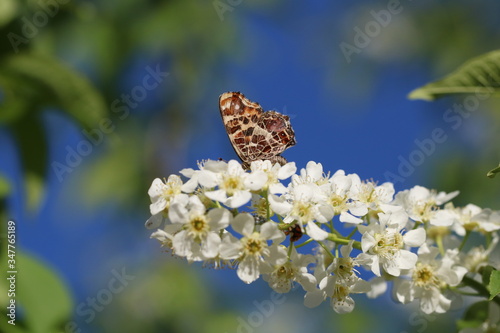 close-up on the underside wings of the Map butterfly, araschnia levana, pollinating on the white flowers. spring brood