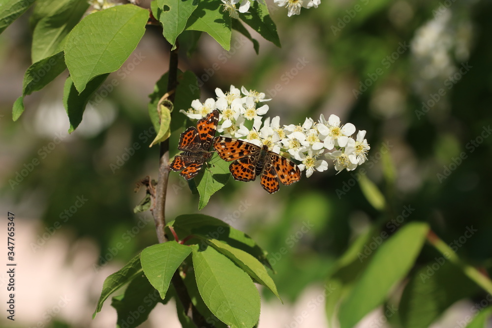 Close-up of two Map butterfly araschnia levana spring season brood with open wings view sitting on bird cherry flowers Close-up of two Map butterfly araschnia levana spring season brood with open wings view sitting on bird cherry flowers