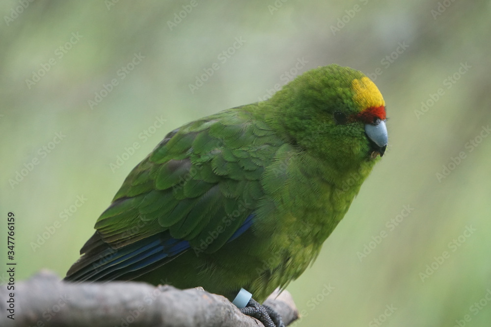 Naklejka premium Green exotic bird
