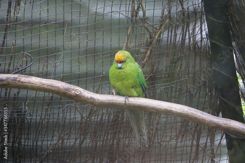 Green parakeet on the branch