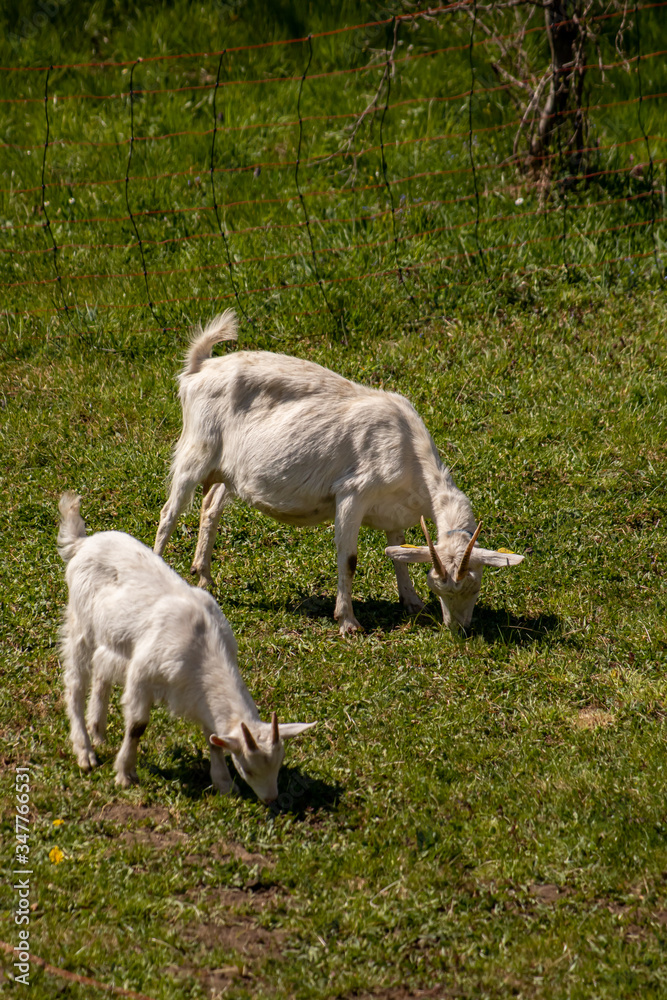 Two goats grazing on green field Two goats grazing on green field