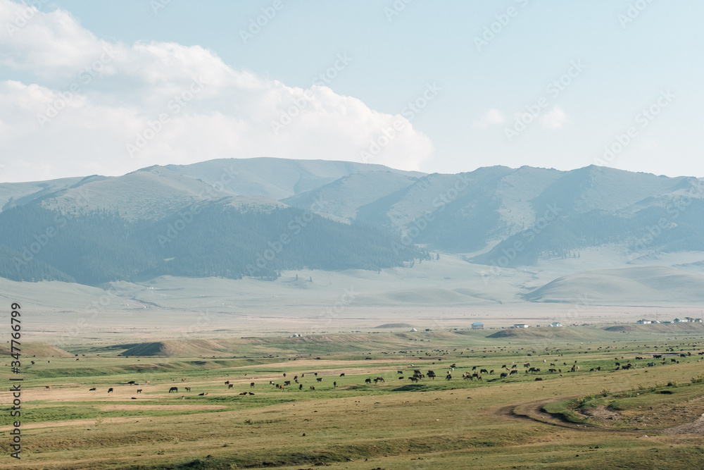 Green hills and horses