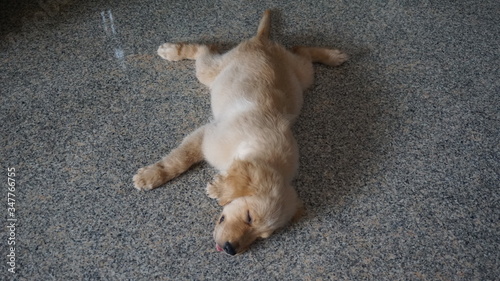 The dog sleeps at home