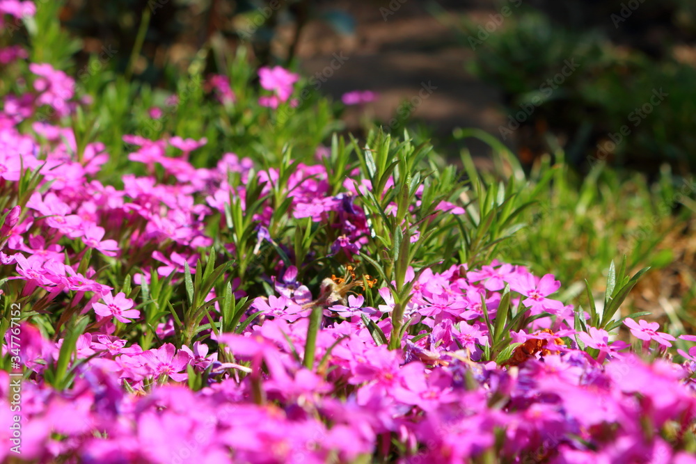 Phlox subulata Phlox subulata