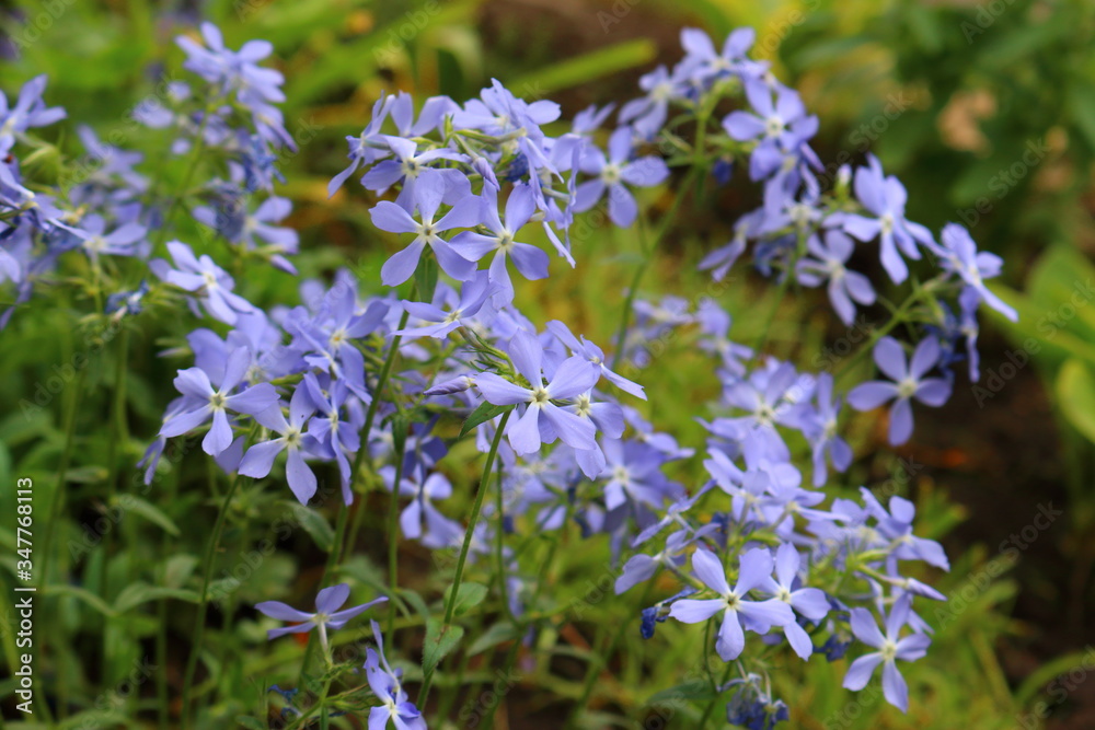 Phlox subulata (lat. Phlox subulata) Phlox subulata (lat. Phlox subulata)