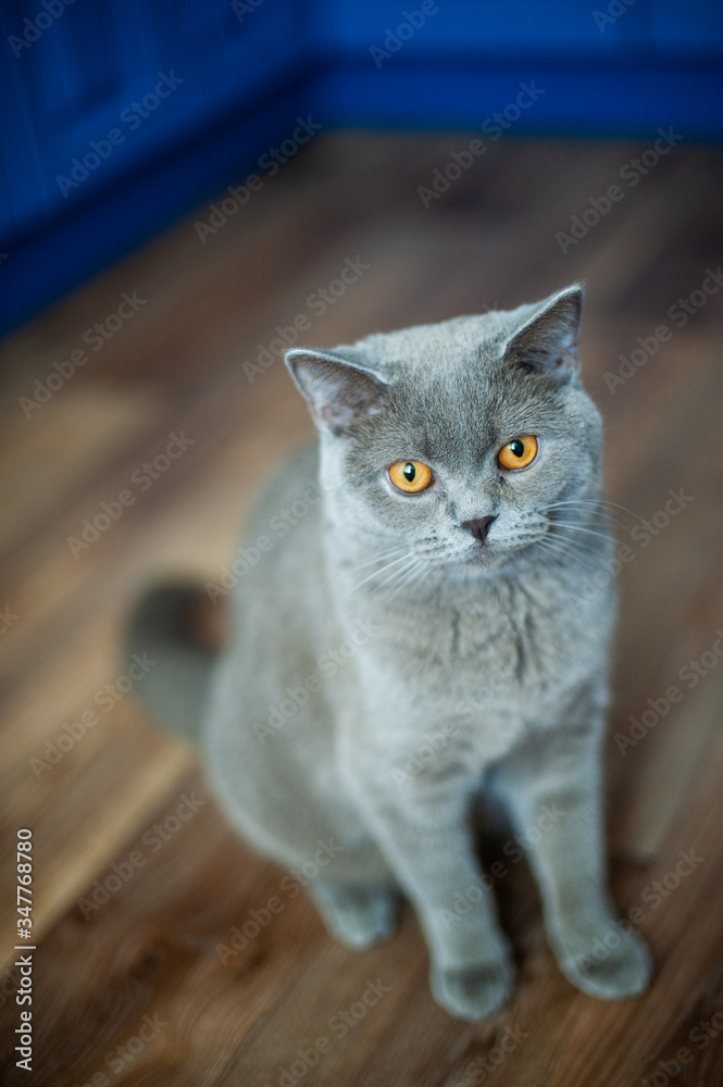 Obraz premium portrait of a cat