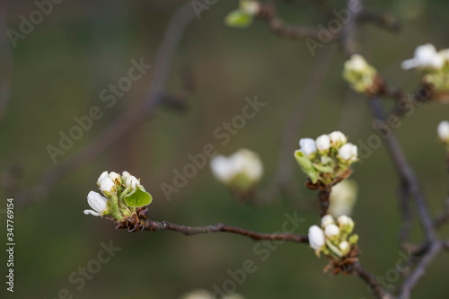 Pear blossom buds on a twig.