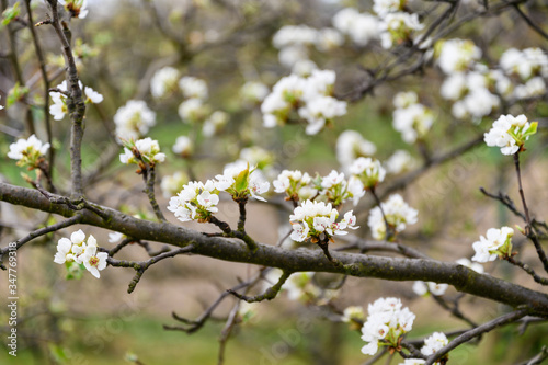 Pear blossoms on a twig. © lapis2380