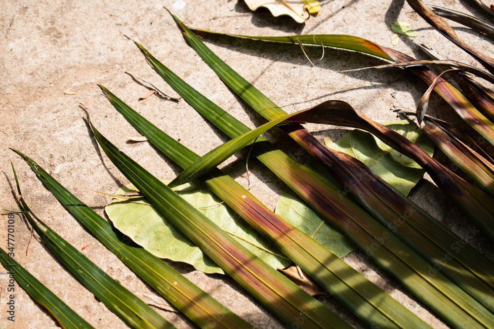 Obraz premium green leaves on a wooden background