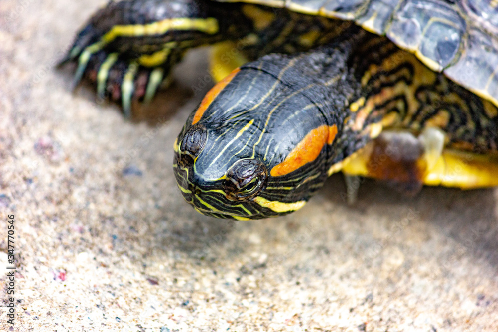 Trachemys scripta. Trachemys tortoise close-up. Trachemys scripta. Trachemys tortoise close-up.