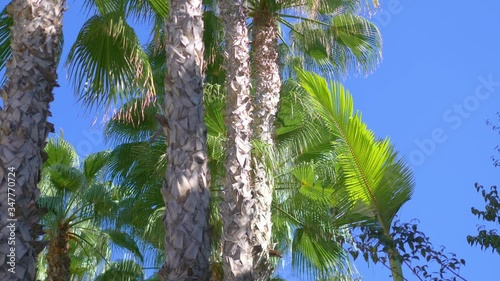 Palm trees background in 4k slow motion 60fps photo