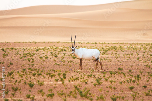 Lone Arabian Oryx in the desert