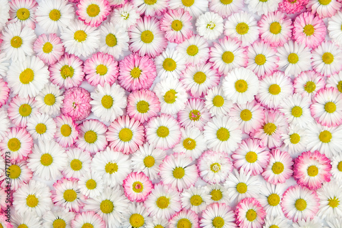 Marguerite daisy flowers, white and pink flowers, floral background, top view