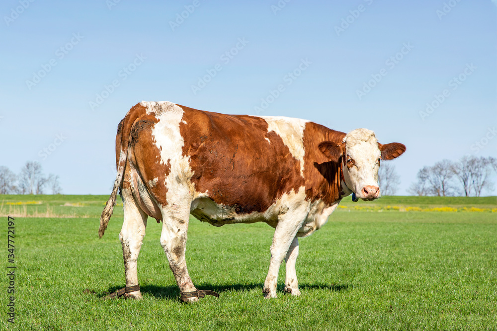 Beautiful red and white cow, two leather belts or straps around her ankles, in the field, investigative and concerned looking Beautiful red and white cow, two leather belts or straps around her ankles, in the field, investigative and concerned looking