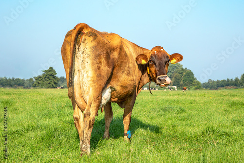 Sweet Jersey cow nose picking with her tongue, looking backwards in the field and under a pale blue sky photo