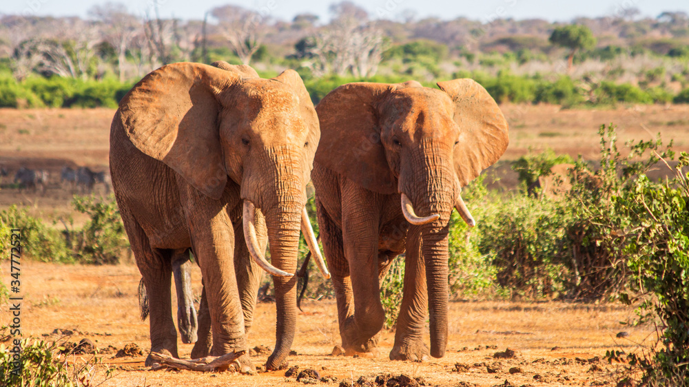 Pair of African elephants walking through the savanna Pair of African elephants walking through the savanna