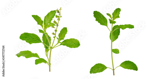 Isolated Holy basil leaves on white background