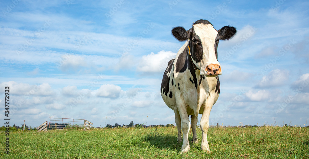One black and white cow, frisian holstein, high-spirited in a pasture under a blue sky and a faraway horizon.