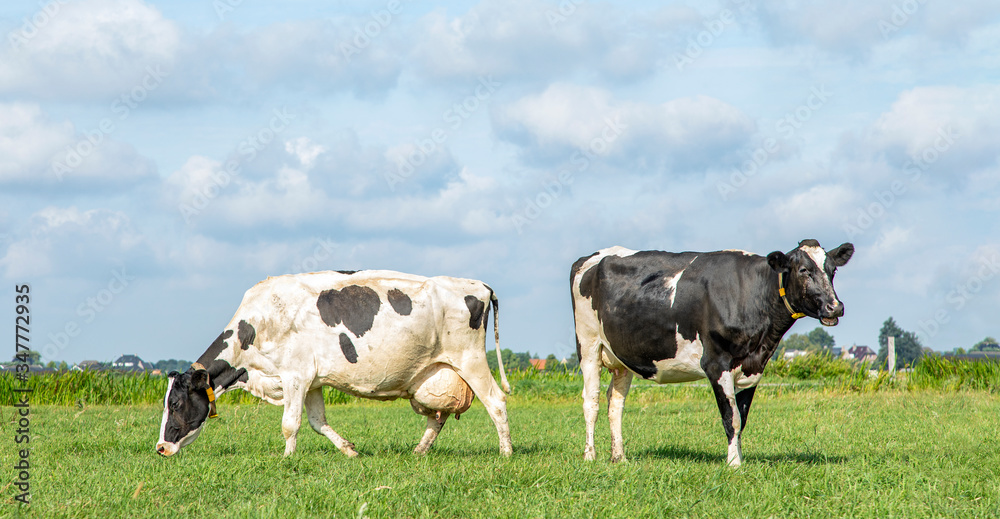 Two black and white cows, relaxed and happy, standing and grazing in a pasture under a blue sky and a straight horizon. Two black and white cows, relaxed and happy, standing and grazing in a pasture under a blue sky and a straight horizon.