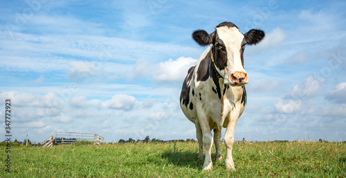 Obraz na płótnie One black and white cow, frisian holstein, high-spirited in a pasture under a blue sky and a faraway horizon. w salonie