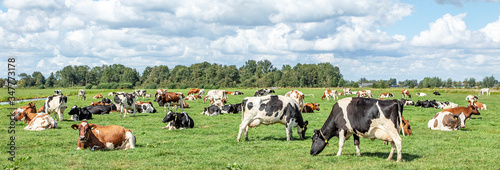 Group of cows grazing in the pasture, peaceful and sunny in Dutch landscape of flat land panoramic wide view