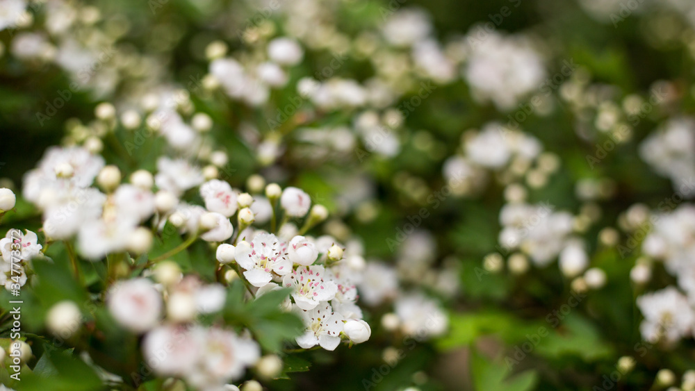 Beautiful blooming Vanhoutte Spirea, Small white flowers in sumptuous clusters. Tree with White Little Blossoms, bright nature background