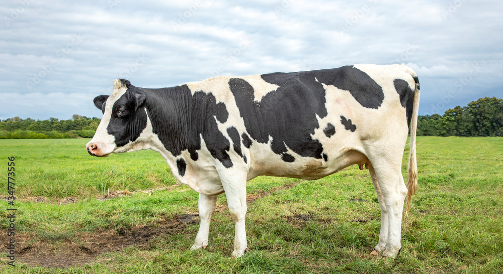 Black mottled cow, friesian holstein, in the Netherlands, standing on green grass in a field, horizon and a blue sky.