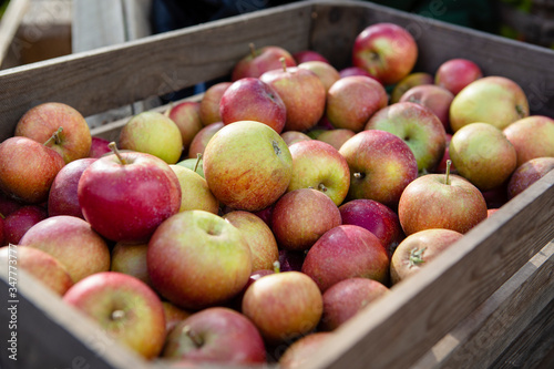 Apple Harvest