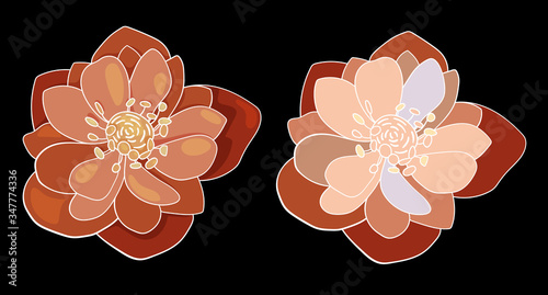 Vector illustration of Helleborus on a black background.Illustration for greeting card,invitation,design,brochure,poster,banner,flyer,print,wrapping paper,textiles and websites.Flowers of orange color