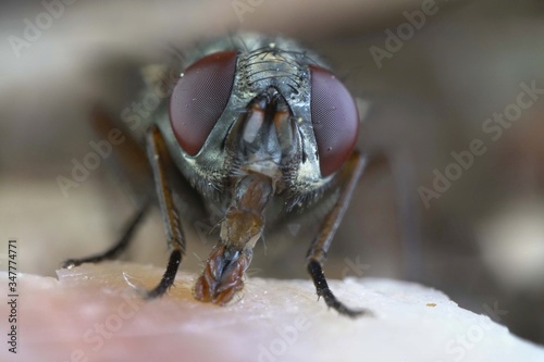 Macro Close Up Of A Fly's Mandible Eating