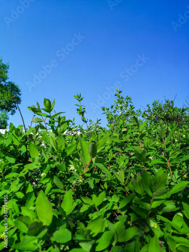 green leaves against blue sky