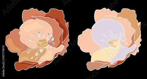 Vector illustration of Helleborus on a black background.Illustration for greeting card,invitation,design,brochure,poster,banner,flyer,print,wrapping paper,textiles and websites.Flowers of orange color