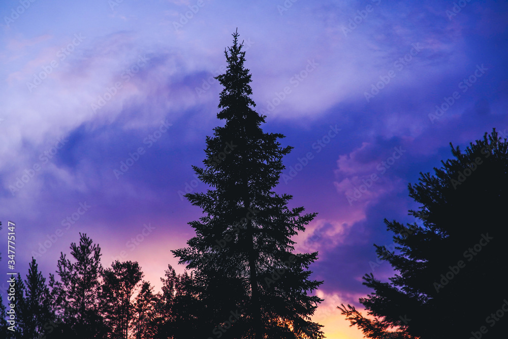 Fototapeta premium Silhouette Of. A Lone Pine Tree At Twilight