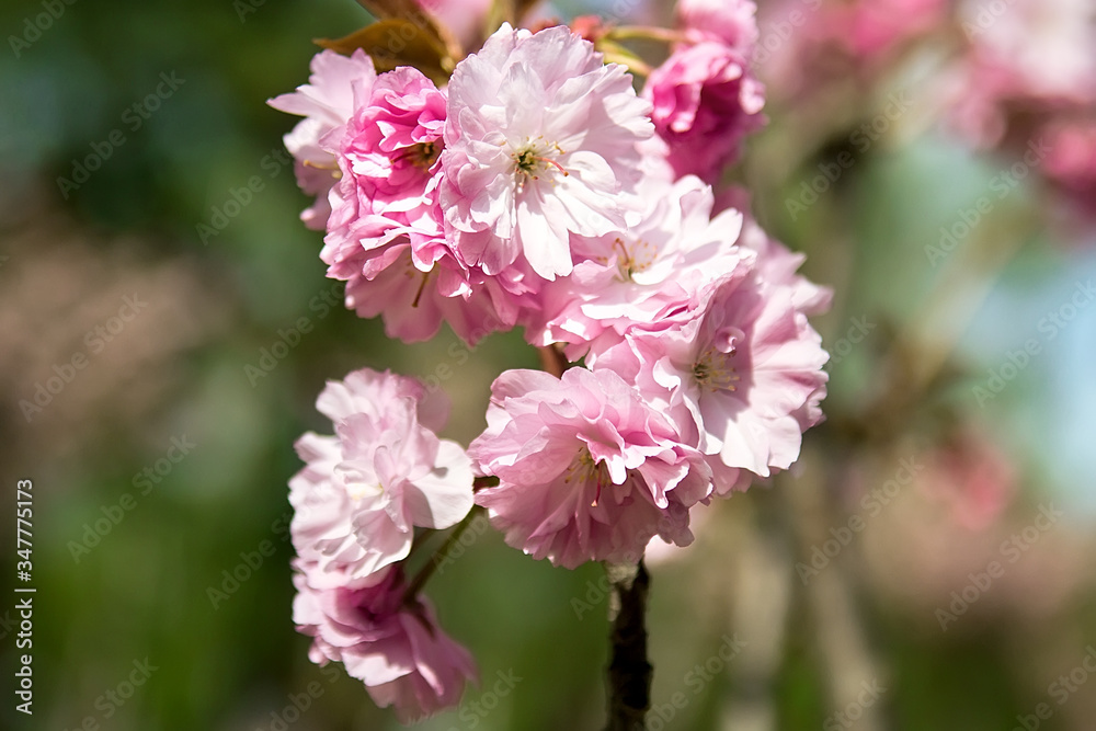 Soft focus Cherry Blossom or Sakura flower on nature background Soft focus Cherry Blossom or Sakura flower on nature background