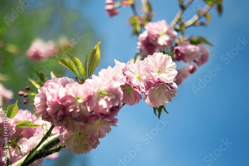 Soft focus Cherry Blossom or Sakura flower on nature background © Olena Ilienko