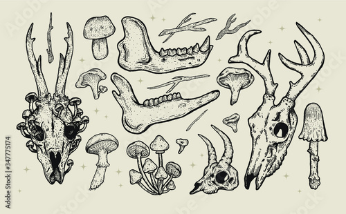 hand drawn forest illustration vintage clip art set. nature elements for graphic design or tattoos. animal skulls vector artwort, wild flowers,plants and mushrooms.magical witch forest,occult tattoos
