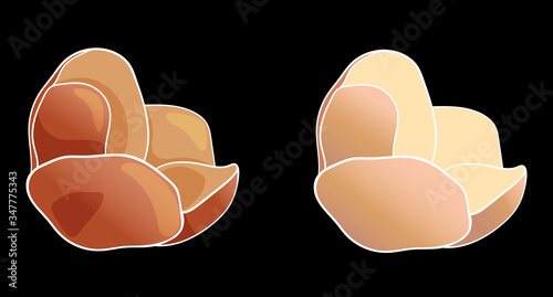 Vector illustration of Helleborus on a black background.Illustration for greeting card,invitation,design,brochure,poster,banner,flyer,print,wrapping paper,textiles and websites.Flowers of orange color