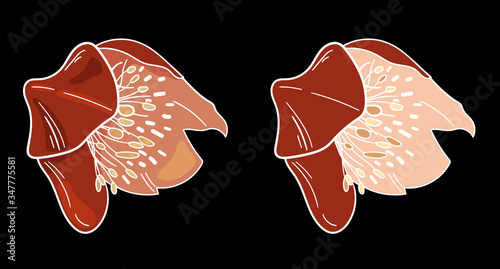Vector illustration of Helleborus on a black background.Illustration for greeting card,invitation,design,brochure,poster,banner,flyer,print,wrapping paper,textiles and websites.Flowers of orange color