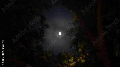 Beautiful Full Moon Through The Tree Canopy
