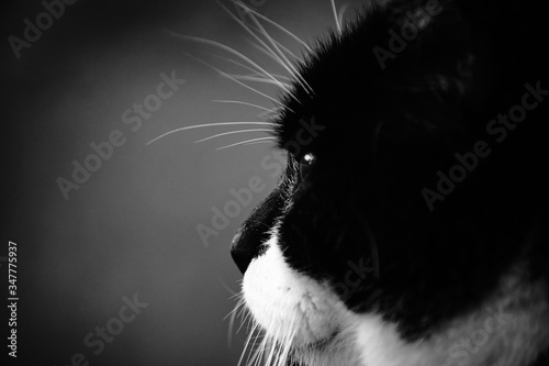 Black and white picture of the side of the head of a tomcat, showing its long whiskers, contemplating and staring in the distance