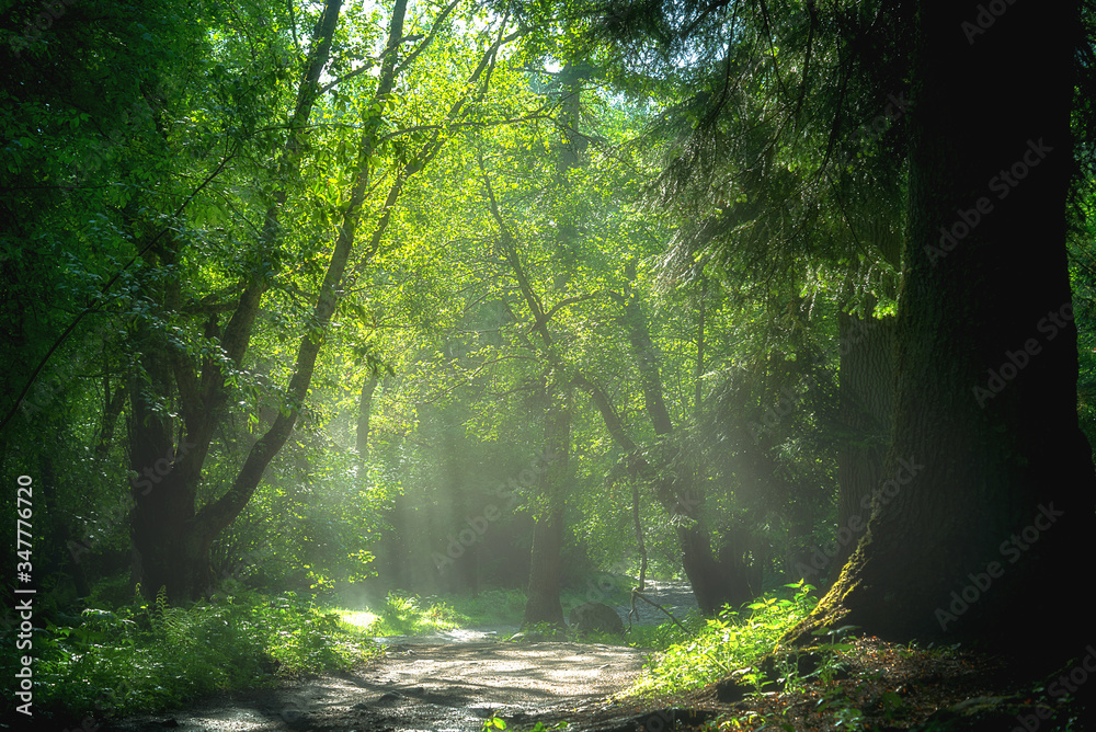 Spring green forest with sunbeams and fog