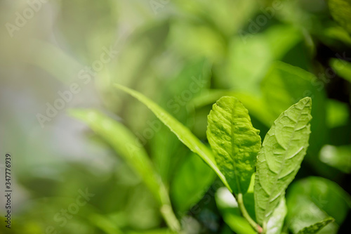 Beautiful green natural background, closeup of fresh green leaves under sunlight in early morning. Green leaf plant in sunshine, spring day morning wallpaper