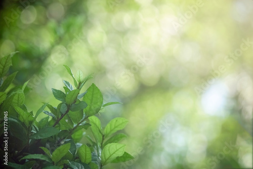 Beautiful green natural background, closeup of fresh green leaves under sunlight in early morning. Green leaf plant in sunshine, spring day morning wallpaper