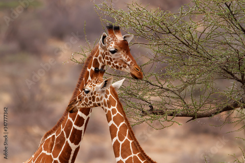 Photography Portrait of 2 Reticulated giraffes in Samburu National Reserve in Kenya