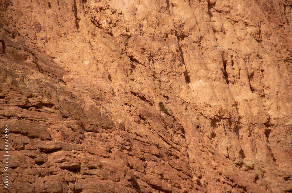 Red canyon, Israel - December, 2019. Desert landscape near Eilat with rocks in the afternoon.