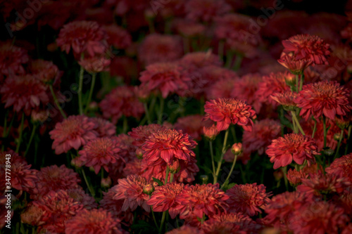 Beautiful red chrysanthemum flower blooming in flowerbed at the autumn garden farm, beautiful flower field background