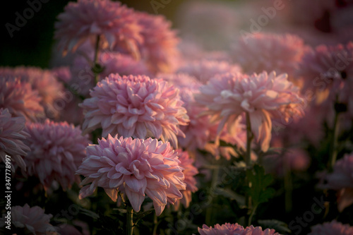 Beautiful pink chrysanthemum flower blooming in flowerbed at the autumn garden farm  beautiful flower field background