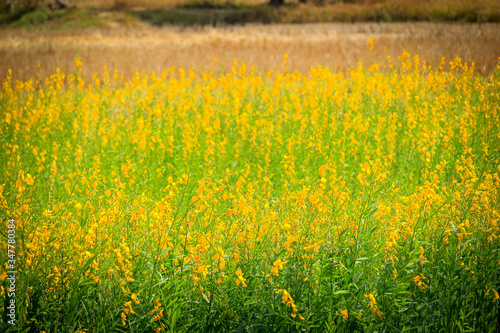 Beautiful sunhemp flower blooming in countryside, yellow flower field summer background, crotalaria juncea, sunhemp © Stella